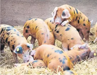  ??  ?? The poultry champion at last year’s smallholde­r festival and some of the pigs which will feature in the event’s displays of livestock.