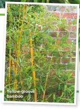  ??  ?? Yellow-groove bamboo