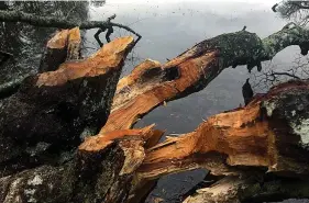  ??  ?? Toppled: Trees which have been chewed through at Loch Monzievair­d