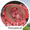  ?? ?? Three pints of red and white maggots are the only bait you’ll need