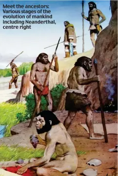  ??  ?? Meet the ancestors: Various stages of the evolution of mankind including Neandertha­l, centre right