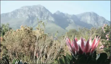  ?? PICTURE: LUKAS OTTO ?? The king protea (Protea cynaroides) was declared our national flower in 1976.