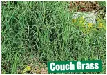  ??  ?? Couch Grass