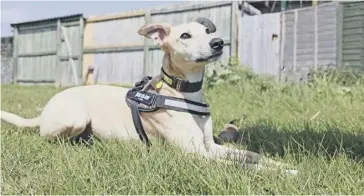  ?? ?? Dom, a dog at Dogs Trust Shoreham, is looking for a new home.