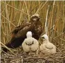  ??  ?? ABOVE The female marsh harrier stays in her reed-bed nest with the chicks for several weeks while the male hunts to feed the family. The chicks fledge after 35–40 days