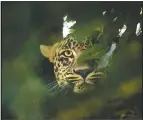  ??  ?? A leopard looks from a tree inside an enclosure at Dachigam National Park.