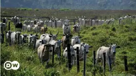  ??  ?? Cattle farmers in Brazil often raise their animals on illegally deforested land