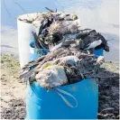  ?? ?? Within less than an hour 14 swans, 70 ducks and 12 eels were found dead on a 300m stretch of Lake Horowhenua shoreline by a cleanup team.