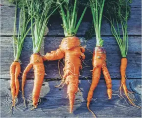  ??  ?? Forked carrots might look unappealin­g but taste just as good as straight ones