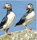  ?? ?? clown of The sea
Puffins