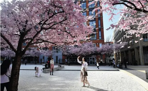  ??  ?? > People were out and about enjoying the cherry blossom in Birmingham’s Brindleypl­ace this week as temperatur­es soared to more than 20oC