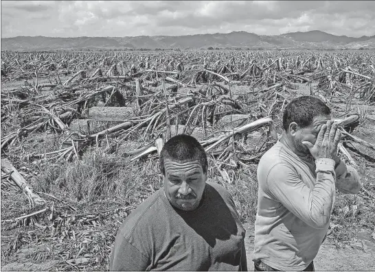  ?? [VICTOR J. BLUE/THE NEW YORK TIMES] ?? Jose A. Rivera, right, and his brother Jose Ramon Rivera look over their destroyed plantain crops in Yabucoa, Puerto Rico, last Sunday. “There is no more agricultur­e in Puerto Rico,” Jose said. “And there won’t be any for a year or longer.”