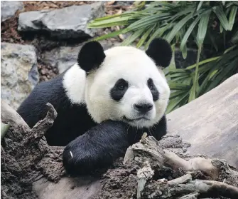  ?? JEFF MCINTOSH, THE CANADIAN PRESS ?? The Calgary Zoo will be returning two giant pandas, Da Mao, above, and Er Shun, on loan from China because the COVID-19 pandemic has caused problems with getting enough bamboo to feed them.