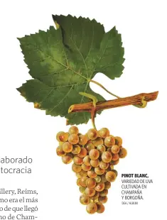  ?? DEA / ALBUM ?? PINOT BLANC, VARIEDAD DE UVA CULTIVADA EN CHAMPAÑA Y BORGOÑA.