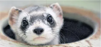  ?? RICK WILKING • REUTERS ?? Bert, a male black-footed ferret, peers out from a burrow in a cage at the U.S. Fish and Wildlife Service National Black-footed Ferret Conservati­on Center in Wellington, CO April 11, 2007. By 1980, it was believed that the black-footed ferret was extinct when a group of only 18 was discovered in Wyoming.