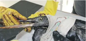  ?? WENDI WANDLER/LEND A PAW ANIMAL SHELTER ?? Birds rescued from the North Saskatchew­an River are cleaned at an animal shelter in Maidstone, Sask. The birds were covered in oil after a pipeline leaked into the river.