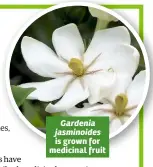  ??  ?? Gardenia jasminoide­s is grown for medicinal fruit