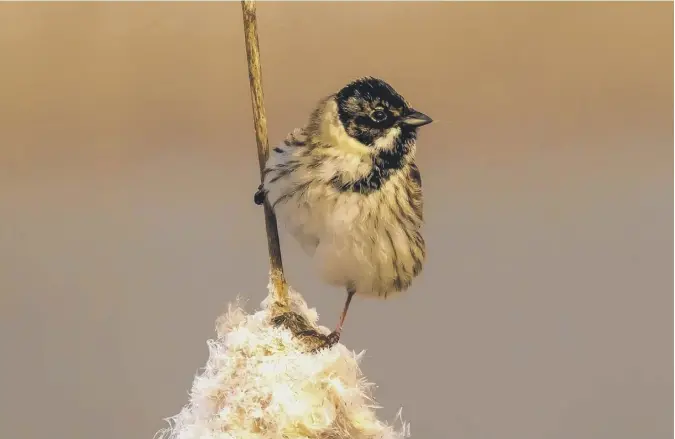  ?? ?? 0 A reed bunting poses for a moment on a reed stalk by Old Belses pond in the Scottish Borders in this early-morning picture taken by Scotsman reader Curtis Welsh