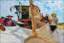  ?? WANG JILIN / FOR CHINA DAILY ?? Farmers harvest wheat in a village in Qingzhou, Shandong province.