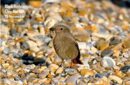  ??  ?? Black Redstart, Cley, Norfolk, 15 November