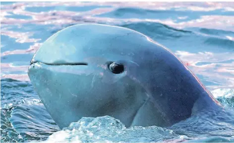  ?? FOTO: DPA ?? Irawadi-Delfin in Thailand – die Tiere gehören laut WWF zu jenen, deren Bestände schrumpfen.