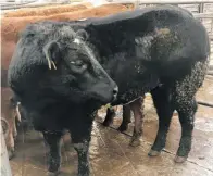  ??  ?? An April 19 LMx heifer 540kg which made €3,150 at Thursday’s Special Breeding Heifer Sale.