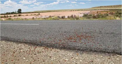  ?? FOTO: CHARNÉ KEMP ?? DUUR PLAAG. Sprinkane op die R384-roete tussen Vosburg en Carnarvon.