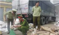  ??  ?? THANH HOA, Vietnam: This picture taken on July 8, 2017 shows a policeman (center) and a customs officer inspecting seized ivory transporte­d on a truck (background) in the central province of Thanh Hoa. — AFP