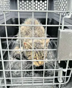  ?? ?? Sieht nach Gefängnis aus, ist aber der rettende Katzenkäfi­g – die kleine Katze konnte so wieder an ihren Besitzer übergeben werden.