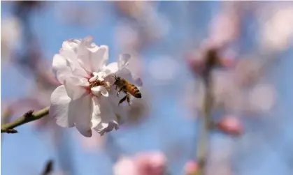  ?? Photograph: Alaa Badarneh/EPA ?? A new eradicatio­n zone has been set up at Buladelah in New South Wales as almond growers plan for the blossom event which requires bees.