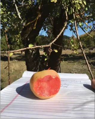  ?? COURTESY OF HCHS ?? Pictured is an Etter apple, a creation of Albert Etter, who was a major figure in early Humboldt County apple history.