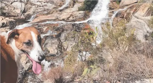  ?? Picture: DANIEL BATEMAN ?? BIG DAY OUT: Tilly the dog on an exciting outing to the rocky landscape of Emerald Creek Falls.