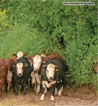  ?? ?? Cows in Osmaston, by Peter Banks