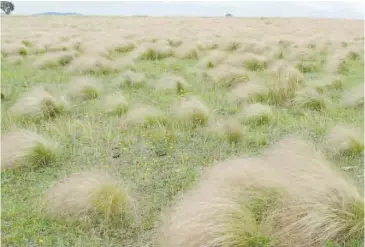  ??  ?? An updated management guide on Serrated Tussock is now available.