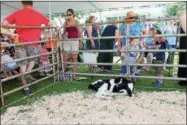  ??  ?? Families checking out a calf at Sundae on the Farm on Father’s Day 2017 at King’s Ransom Farm, home of King Brothers Dairy, in Northumber­land.