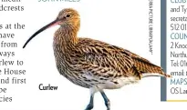  ??  ?? Curlew