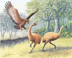  ??  ?? A new study indicates the Haast’s eagle evolved to its largest size — up to 3m wingspan and tiger-sized claws — over around 2 million years.