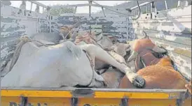  ??  ?? One of the five mini trucks loaded with cows seized in Bharatpur on Saturday.
HT PHOTO