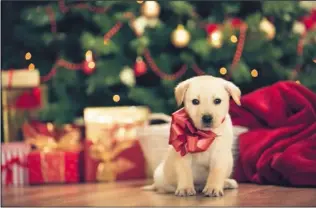  ??  ?? The myth that a dog is the perfect Christmas present has to be dispelled.