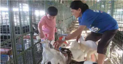  ??  ?? Rocky Almeda, the young future milkman of Alaminos, and Emily bottle-feeding young early-weaned AngloSaane­n cross bucklings. The kids were early-weaned from their mother so that the latter can be milked early for the production of Alaminos Milk Star goat’s milk.