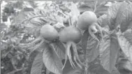  ?? DEAN FOSDICK, THE ASSOCIATED PRESS ?? Vitamin-C-rich rose hips are the fruit of a rose plant and can be used fresh or dried for making tea. Steep them in boiling water, sweeten with honey and enjoy.