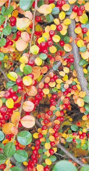  ??  ?? Cotoneaste­rs can be grown against a wall or fence. In a wildlife garden, the cup-shaped flowers will attract pollinator­s while the succeeding berries feed birds; Autumn is the perfect time to tidy up your garden