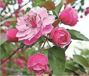  ?? ?? Brandywine is a fragrant double-flowered pink crabapple variety.