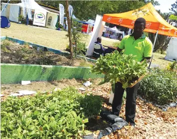  ?? ?? Tobacco Research Board's training and extension manager Mr Goodson Khudu displays the float tray seedbed at the just-ended Manicaland Agricultur­al Show