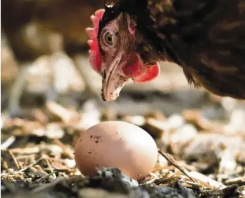  ?? Foto: Victoria Bonn‰Meuser, dpa (Symbolbild) ?? Ein wenig mehr Tierwohl: Eier aus Freilandha­ltung werden immer beliebter.