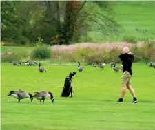  ?? JiM MicHAuD / boston HerAlD ?? FOWL SHOT: a golfer makes his shot between geese that are foraging for food Sunday at the William J. Devine Golf Course in Dorchester.