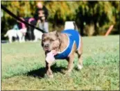  ?? SUBMITTED PHOTO ?? Bark in the Park, which benefits Providence Animal Center, has been postponed until Nov. 10 because of Saturday’s stormy forecast.