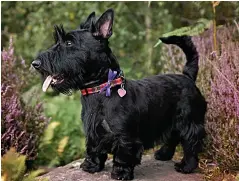  ??  ?? Out of jail… the hardy Scottish Terrier is enjoying a revival