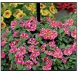  ?? Special to the Democrat-Gazette/ JANET B. CARSON ?? The petunia-like calibracho­a originated in Brazil.