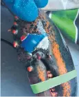  ??  ?? Lobster found with Pepsi logo on its claw